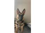 Adopt Waylon a German Shepherd Dog