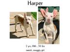 Adopt Harper a Bull Terrier