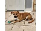 Adopt Loretta a Labrador Retriever, Mixed Breed