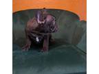 French Bulldog Puppy for sale in Lambertville, MI, USA