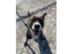 Adopt Freya a American Staffordshire Terrier