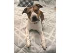 Adopt Madison a Beagle, Pit Bull Terrier