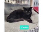 Adopt Amber a Domestic Short Hair