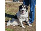 Adopt Sadie a Great Pyrenees