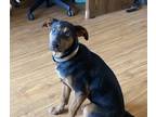 Adopt Oracle - Fostered in Omaha a Beagle, Mixed Breed