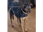 Adopt Oracle - Fostered in Omaha a Australian Kelpie, Mixed Breed