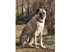 Adopt Cindy Lou a Anatolian Shepherd