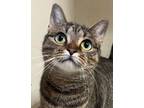 Adopt Jozie a Domestic Short Hair, Tabby