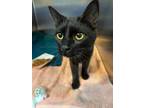 Adopt Shelby a Domestic Short Hair