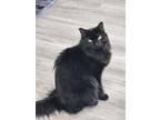 Adopt Mavis (Lulu) a Domestic Short Hair