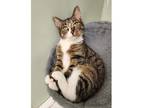 Adopt Whitney a American Bobtail, Domestic Short Hair