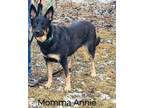 Adopt Annie-I2384 a Shepherd