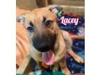 Adopt Lacey-I2387 a Shepherd
