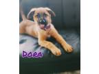 Adopt Dora-I2388 a Shepherd
