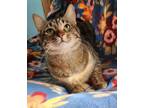 Adopt Tigress a Domestic Short Hair, Tabby