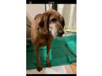 Adopt SF-Annie a Coonhound