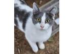 Adopt TAFFY a Domestic Short Hair