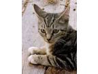 Adopt Victoria a Domestic Short Hair