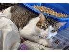 Adopt Gidgit a Domestic Short Hair