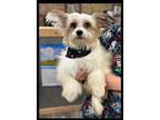 Adopt Skye a Chinese Crested Dog
