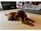 Adopt Hershey a Chocolate Labrador Retriever, Labrador Retriever