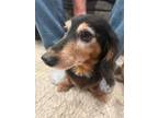 Adopt Mable-Bonded to Maxine a Dachshund
