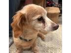 Adopt Maxine-Bonded to Mable a Dachshund