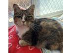 Adopt Harriet a Domestic Short Hair