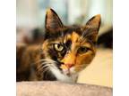 Adopt Pumpkin a Domestic Short Hair