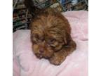 Shorkie Tzu Puppy for sale in Paterson, NJ, USA