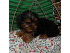 Yorkshire Terrier Puppy for sale in Paterson, NJ, USA