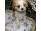 Mutt Puppy for sale in Paterson, NJ, USA