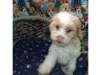 Maltese Puppy for sale in Paterson, NJ, USA