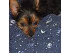 Yorkshire Terrier Puppy for sale in Paterson, NJ, USA