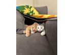 Adopt Rowan and Opal a Domestic Short Hair