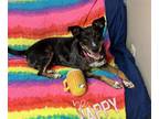 Adopt LEXIE a Australian Shepherd, Mixed Breed