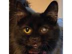 Adopt Danni (female) a Domestic Long Hair