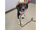 Adopt Kona a Labrador Retriever