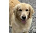 Adopt Shayna a Golden Retriever