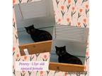 Adopt Penny a Domestic Short Hair