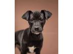 Adopt Boxcar Children - Jessie a Mixed Breed