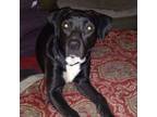 Adopt Zuzu a Black Labrador Retriever