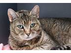 Adopt Zippy a Domestic Short Hair