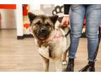 Adopt Teddy a Akita, Mixed Breed