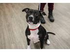 Adopt Truffle a Mixed Breed