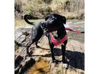 Adopt Zenaphay -Fostered-$25 a Retriever, Terrier