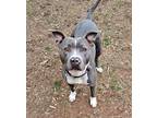 Adopt Peaches a Pit Bull Terrier, Mixed Breed