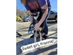 Adopt Frannie a German Shepherd Dog, Australian Shepherd