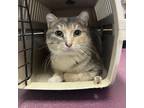 Adopt Mango a Domestic Short Hair