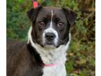 Adopt Whitney a Border Collie, Mixed Breed